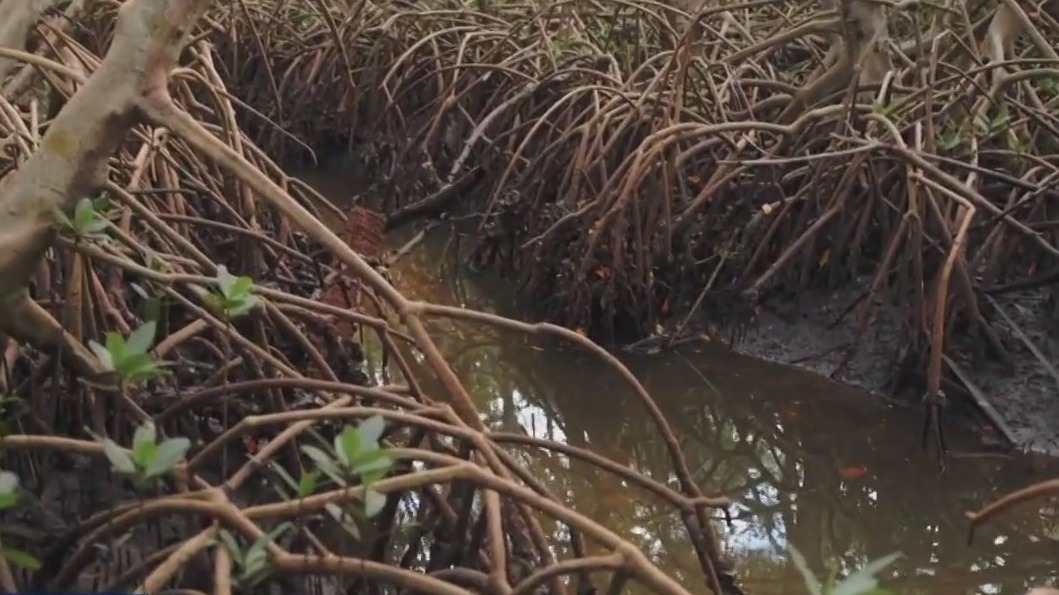 Mangrove forest in Pinellas County